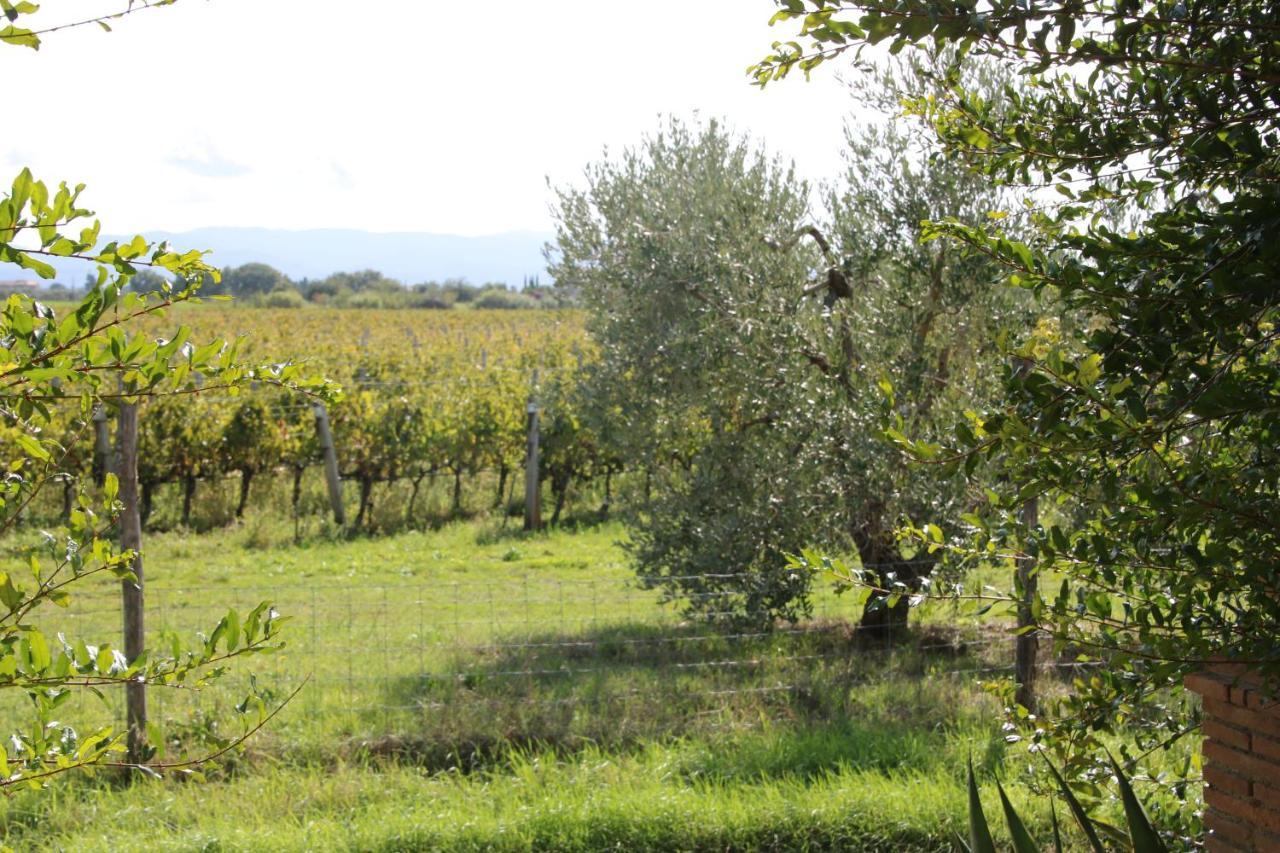 Podere Campo Alle Serpi Bibbona Exterior foto