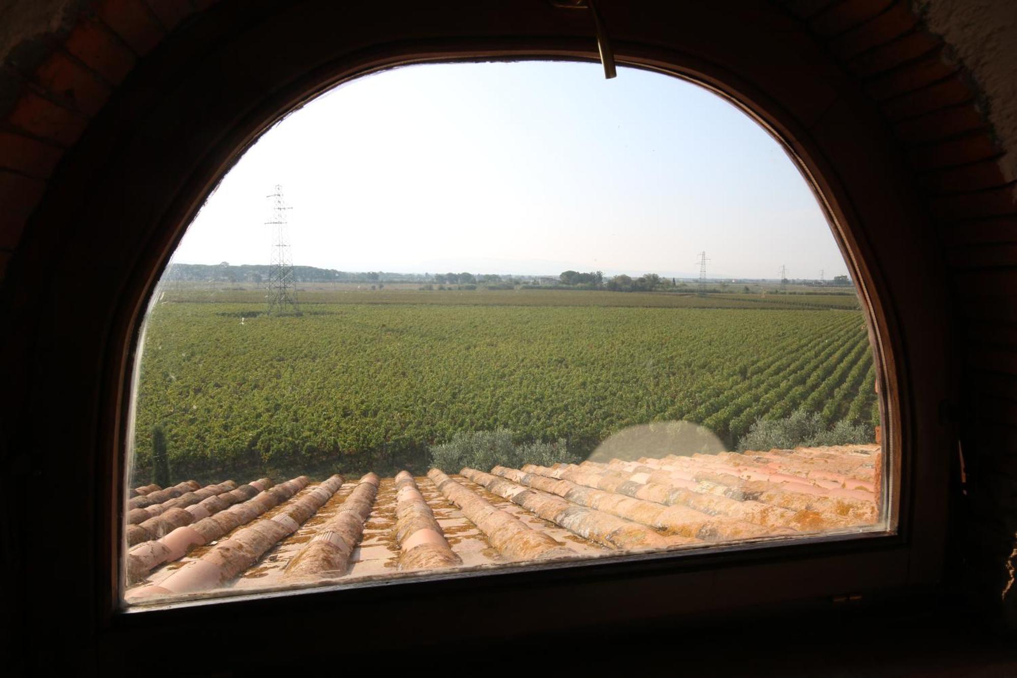 Podere Campo Alle Serpi Bibbona Exterior foto