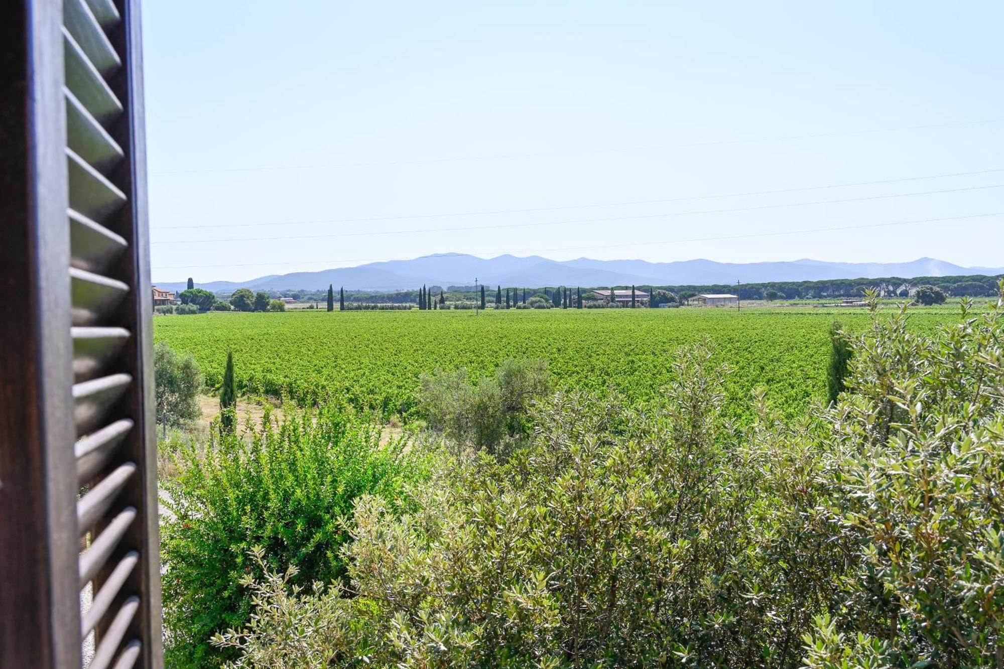 Podere Campo Alle Serpi Bibbona Quarto foto